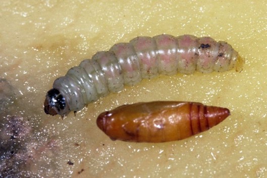 PTM larva and pupa in soil